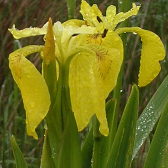 Yellow flag iris