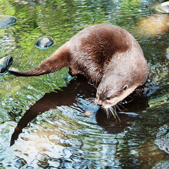 Otter