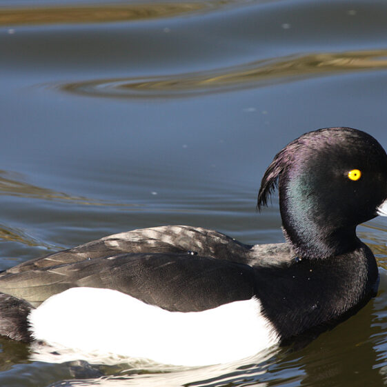 Tufted duck