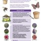 Pots for pollinators