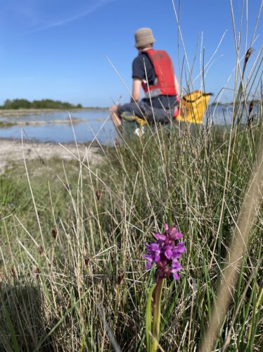 Wetlands of North East Galway
