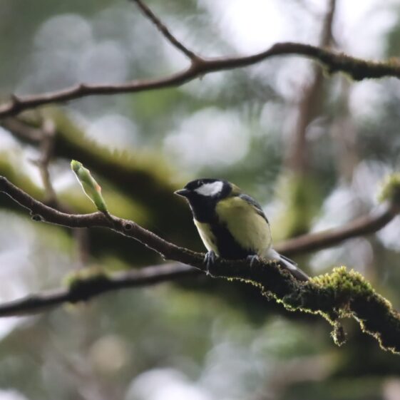 Biodiversity Week 2024: May 17th to 26th | Inez Streefkerk Photography