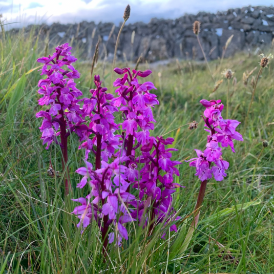 Pabhsaer Bealtaine/Early Purple Orchid/orchis mascula | Aedín Ní Thiarnaigh