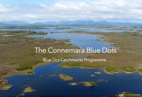 Connemara Blue Dots