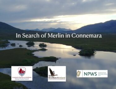 In Search of Merlin in Connemara