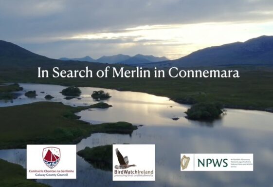In Search of Merlin in Connemara