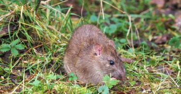 Rodent in field among green grass