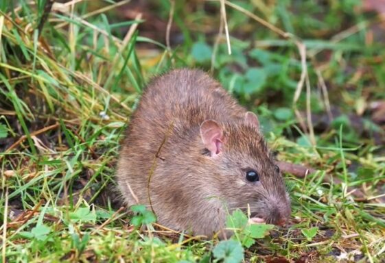 The Risk of Rodenticide Exposure to Wildlife