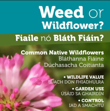 weed or wildflower wording with pink flower in background