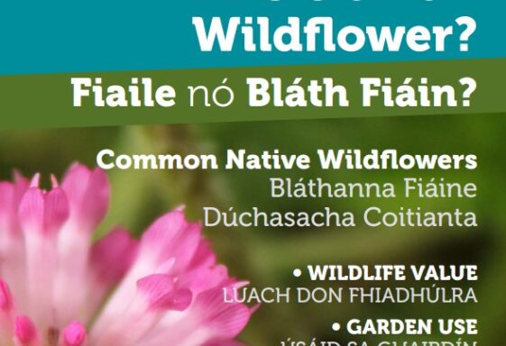 Weed or Wildflower Fiaile nó Bláth Fiáin?