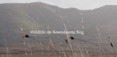 Wildlife on Roundstone Bog