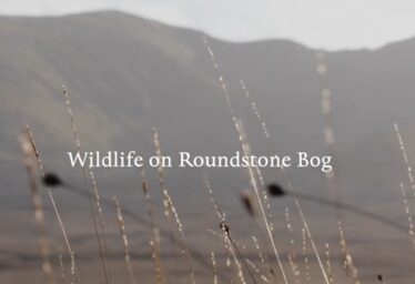 Local Biodiversity Action Plans
