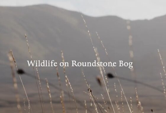 Wildlife on Roundstone Bog
