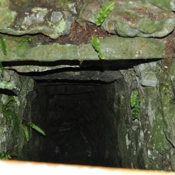 Púirins and Lachtáins