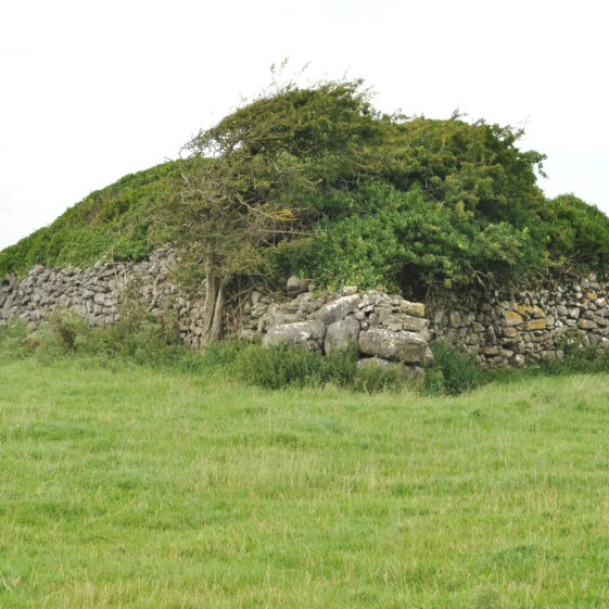 Púirins and Lachtáins