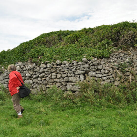 Púirins and Lachtáins