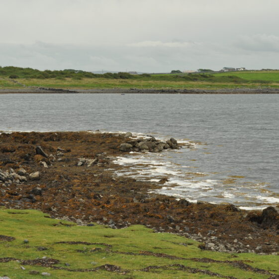 Púirins and Lachtáins