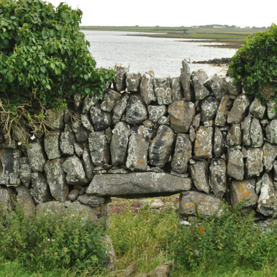 Púirins and Lachtáins