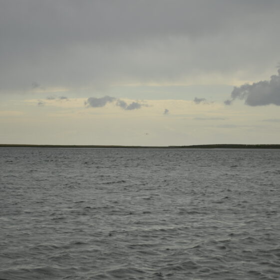 Púirins and Lachtáins