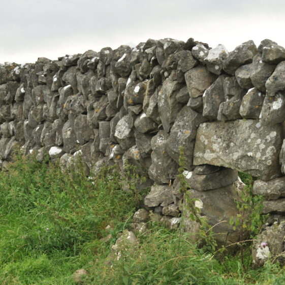 Púirins and Lachtáins