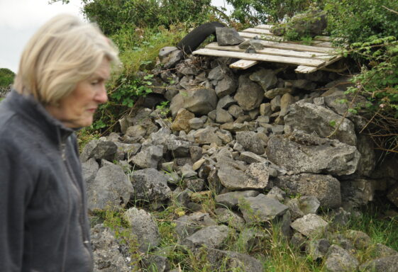 Púirins and Lachtáins