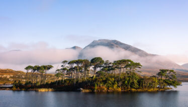Pine Island | Roger Harrison