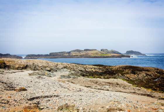 Stags of Bofin
