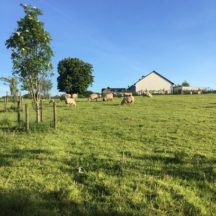 Natural Heritage | Frances Holohan