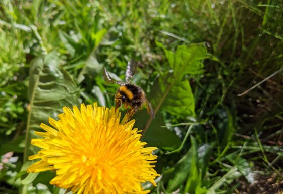 Athenry Garden Safari Photos