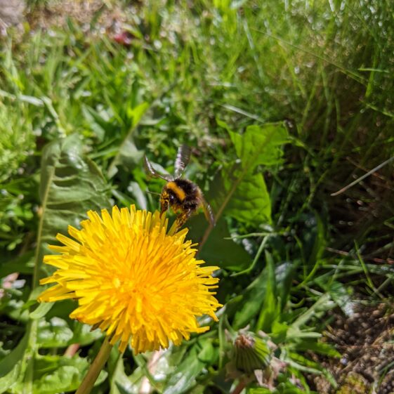 Athenry Garden Safari Photos | R Joyce