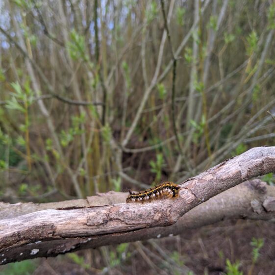 Athenry Garden Safari Photos | R Joyce