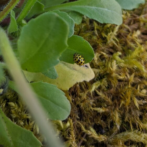Athenry Garden Safari Photos | R Joyce