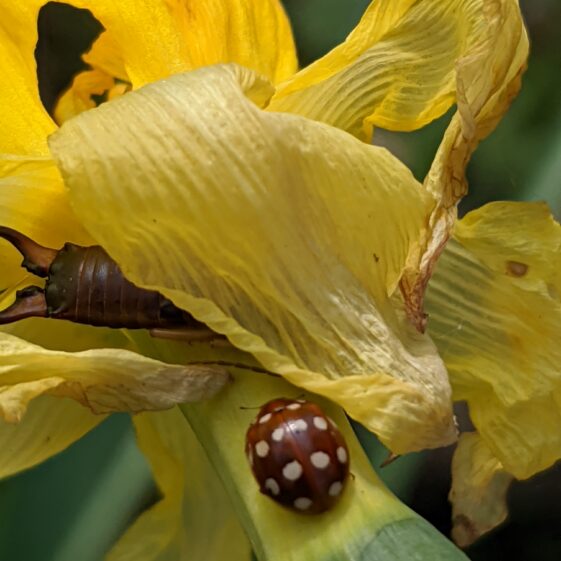 Athenry Garden Safari Photos | R Joyce