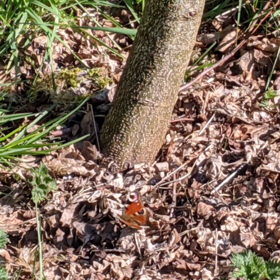 Athenry Garden Safari Photos | R Joyce