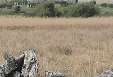 Galway Beo project