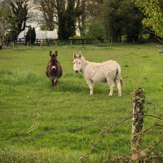 Two donkeys | Marian Donohue 