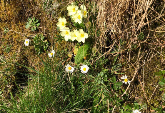 Ballyara Blossoms