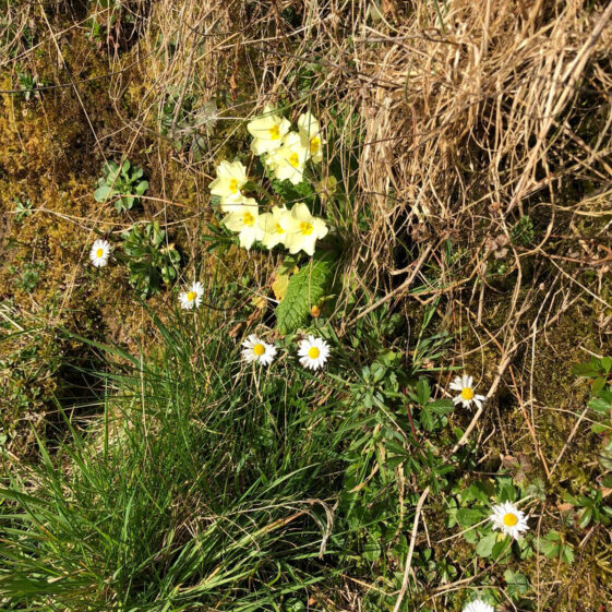 Ballyara Blossoms | Marian Donohue
