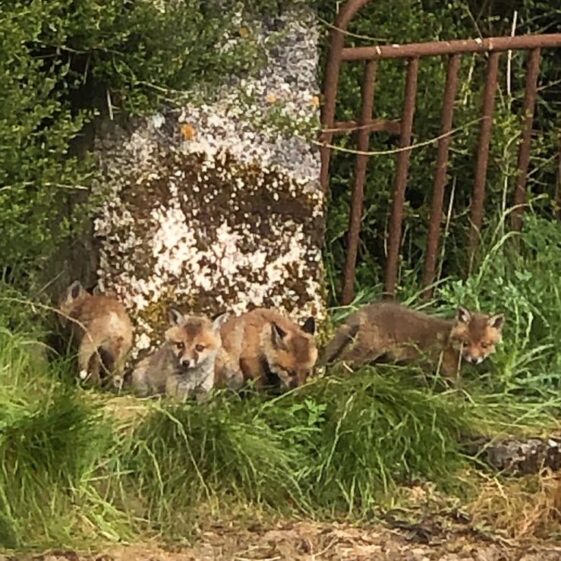 Fox cubs | Marian Donohue 