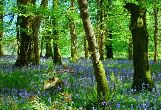 Bluebells carpeting the woodland floor in Aghrane Forest