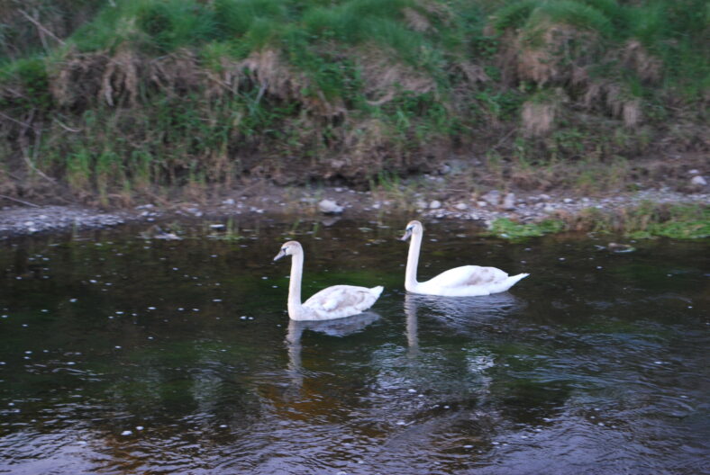 Swans | Paul Connolly
