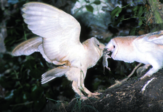 Barn Owl