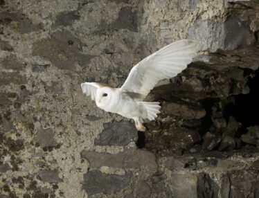 Barn Owl in flight | Mike Brown