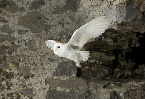 The Barn Owl Project