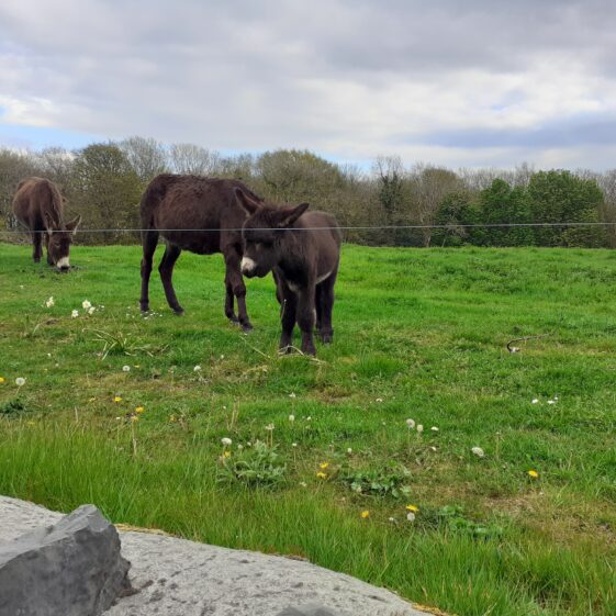 Little donkey | Grainne Smyth