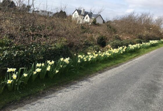 Spring time in Bearna
