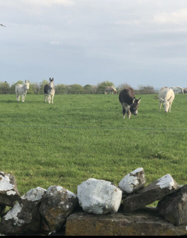 Donkeys at Turoe | Marian Donohue