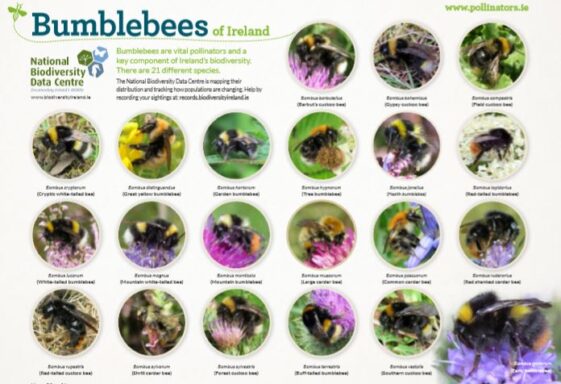 Bumblebee