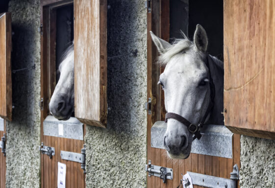 Connamara Ponies