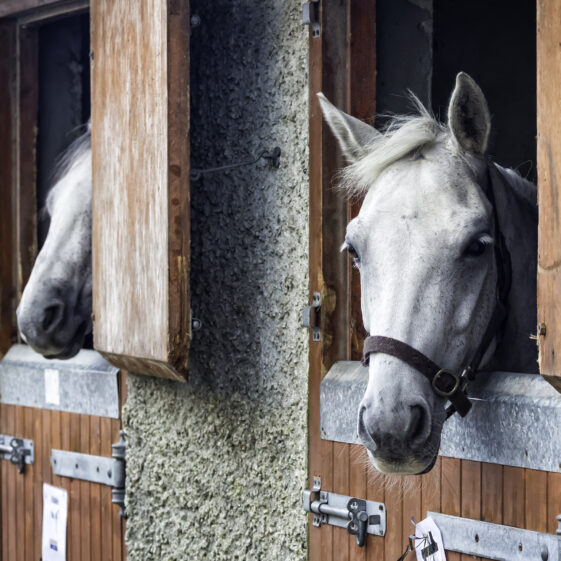 Connamara Ponies | Roger Harrison